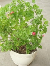 DSC05366_�ء�����ʥåĥ���˥���