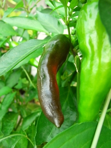 ナス科三兄弟 秋の収穫 赤いシシトウ等 Kochan S ベランダ菜園blog マンションガーデニング 家庭菜園 仙台グルメ キャンペーン情報等