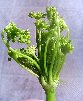 ディルの花芽 Kochan S ベランダ菜園blog マンションガーデニング 家庭菜園 仙台グルメ キャンペーン情報等