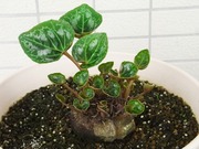 R0028128_��������_20101009