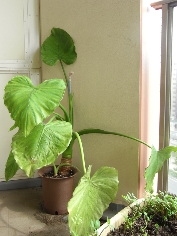 クワズイモの株分け Kochan S ベランダ菜園blog マンションガーデニング 家庭菜園 仙台グルメ キャンペーン情報等