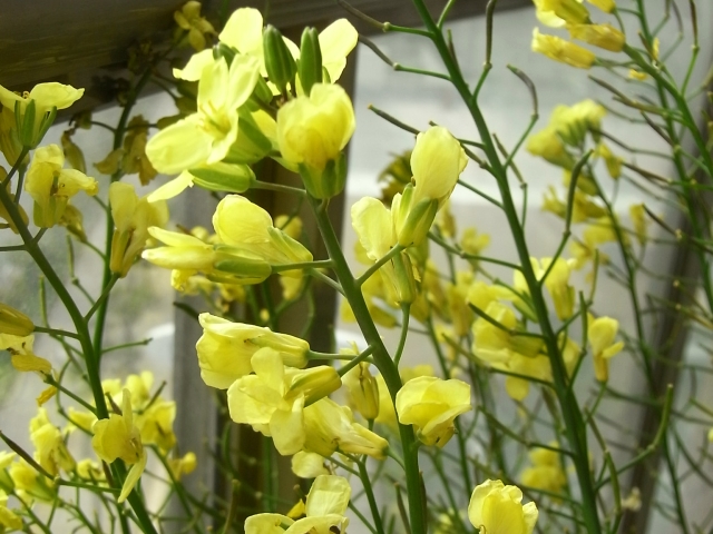 芽キャベツとブロッコリーの実 さや Kochan S ベランダ菜園blog マンションガーデニング 家庭菜園 仙台グルメ キャンペーン情報等 芽キャベツとブロッコリーの実 さや Kochan S ベランダ菜園blog マンションガーデニング 家庭菜園 仙台グルメ キャンペーン情報等