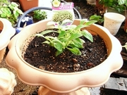 R0024839_�֥ꥨ�å��Ŀ����դ�_20100505