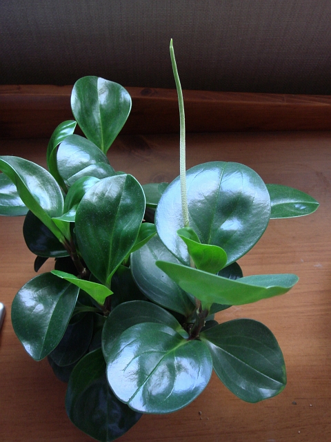 ペペロミア 開花 Kochan S ベランダ菜園blog マンションガーデニング 家庭菜園 仙台グルメ キャンペーン情報等