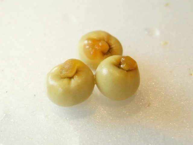 R0026414_クワズイモの種_20100719