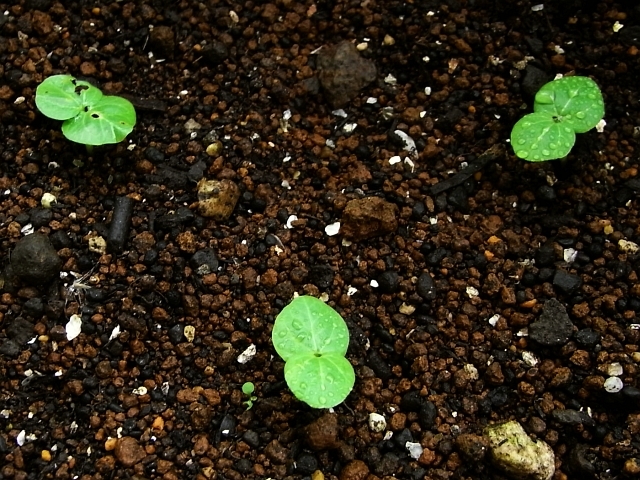 花オクラの種まきと発芽 Kochan S ベランダ菜園blog マンションガーデニング 家庭菜園 仙台グルメ キャンペーン情報等