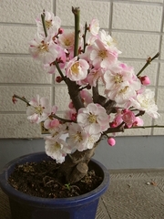 R0015358_湯島天神梅まつりで買った梅盆栽内裏の鉢
