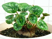 R0028255_��������_20101016