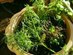 R0047486_�ǥ���_20120107