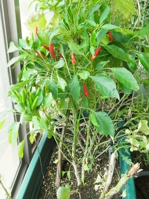 R0058099_唐辛子_20130908