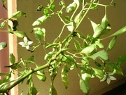 R0021425_�Ҥ�Ȥ��β�_20091011