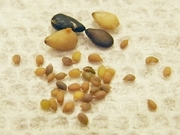 R0012512_セルバチコの種と胡麻の比較