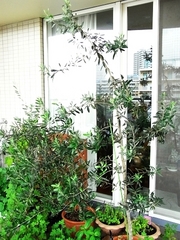 R0010421_���꡼�֤θ���