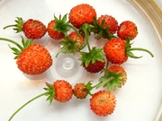 R0017896_ワイルドストロベリー_20090523