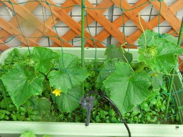 キュウリ 雌花と雄花の開花 Kochan S ベランダ菜園blog マンションガーデニング 家庭菜園 仙台グルメ キャンペーン情報等
