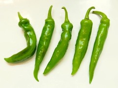 R0044631_万願寺唐辛子収穫_20110813