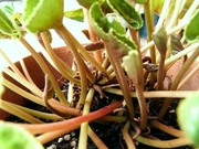 R0021001_�ߥ˥�������Ʊۤ��庬_20090919