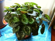 R0014169_�ߥ˥���������������