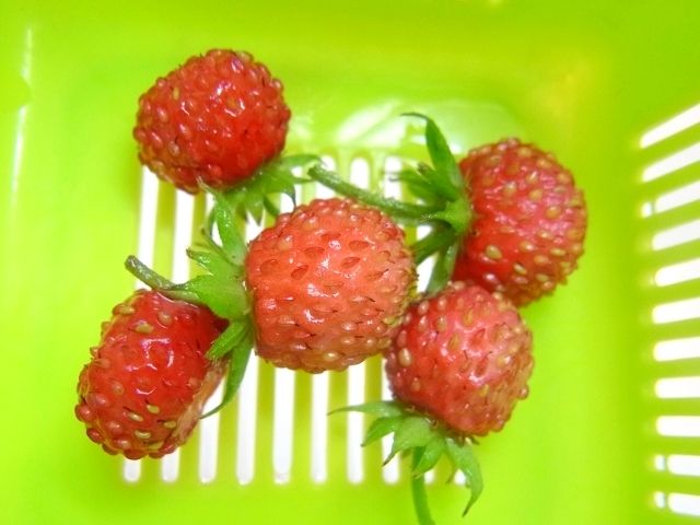 R0042830_ワイルドストロベリーの実収穫_20110529