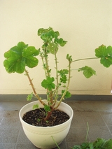 ���ȥ��ͥ饼��˥��� �ڤ��ᤷ��