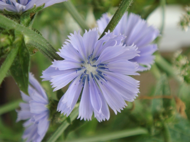 チコリ トレビーゾの花 Kochan S ベランダ菜園blog マンションガーデニング 家庭菜園 仙台グルメ キャンペーン情報等