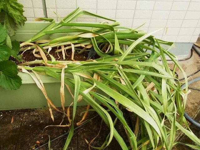 R0061055_ニンニク倒れる_20140608