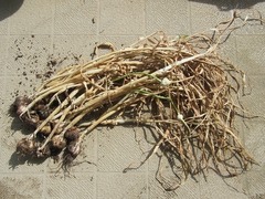 R0050936_日向のニンニクの収穫_20120630