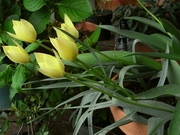 R0016719_���塼��åץۥ󥭡��ȥ󥯳���_20090418