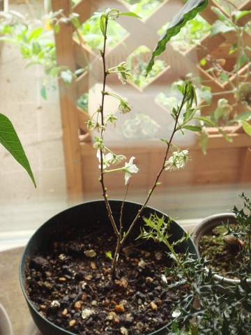Apictnyohllg5 完了しました マンション ベランダ 植物 枯れる マンション ベランダ 植物 枯れる