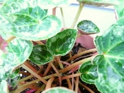 R0018324_��������ο���_20090613