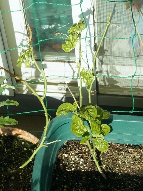 南国イメージのパッションフルーツが冬のベランダで越冬中 Kochan S ベランダ菜園blog マンションガーデニング 家庭菜園 仙台グルメ キャンペーン情報等