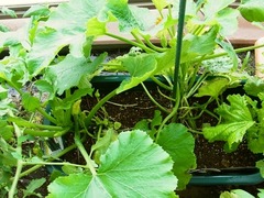 R0050509_å_20120613