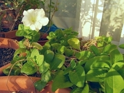 R0013250_�ߤΥ��ե��˥�_20081209