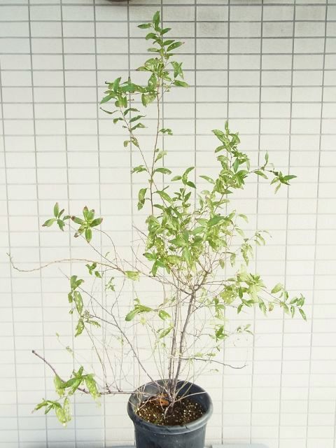 R0058461_一重庭桜_20131014