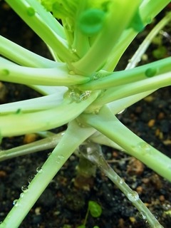 R0053834_芽キャベツファミリーセブン_20121110