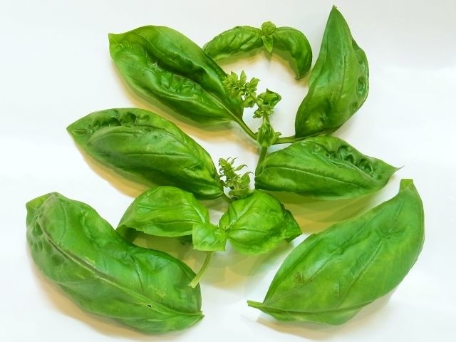 バジルに花芽がつき始めました Kochan S ベランダ菜園blog マンションガーデニング 家庭菜園 仙台グルメ キャンペーン情報等