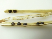 R0018991_�ꥭ��٥ĥץ���������μ�_20090704