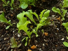 R0046153_ガーデンレタスミックス_20111105