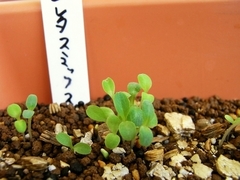 R0010866_ガーデンレタスミックスの発芽