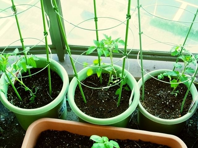 ミニトマト 苗の植え付け Kochan S ベランダ菜園blog マンションガーデニング 家庭菜園 仙台グルメ キャンペーン情報等