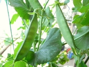 R0015211_����ɥ��Τ��䤬��Ĵ����Ĺ