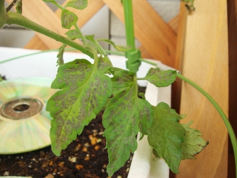 ミニトマト アイコ 2花房摘芯3段仕立て Kochan S ベランダ菜園blog マンションガーデニング 家庭菜園 仙台グルメ キャンペーン情報等