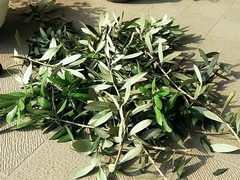 R0010040_���꡼�֤λޤ�����