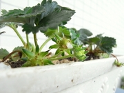 R0015993_͵ʤꤤС٥꡼_20090328