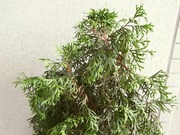 R0027777_�˥����ҥ���Ĵ�������_20100921