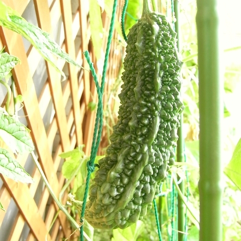 ゴーヤの初収穫 Kochan S ベランダ菜園blog マンションガーデニング 家庭菜園 仙台グルメ キャンペーン情報等 ゴーヤの初収穫 Kochan S ベランダ菜園blog マンションガーデニング 家庭菜園 仙台グルメ キャンペーン情報等