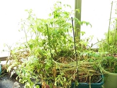 R0046186_ߥ˥ȥޥ_20111105