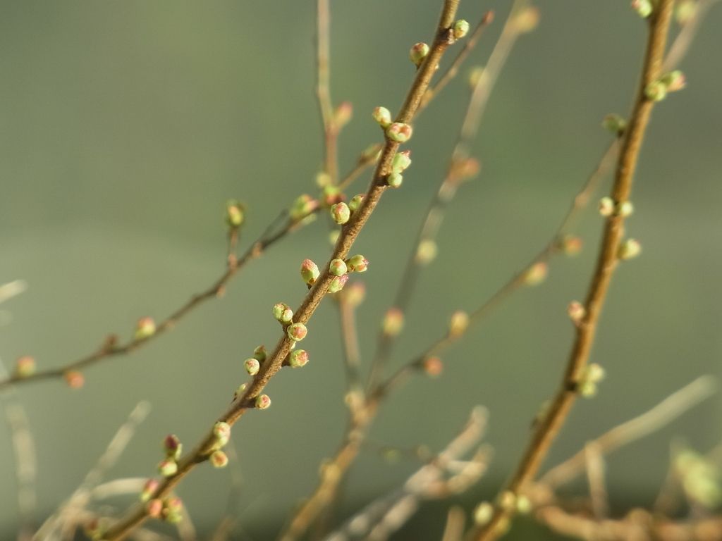 R0060024_一重庭桜の花芽_20140315
