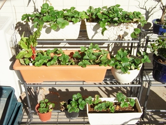 R0022188_苺_20091219