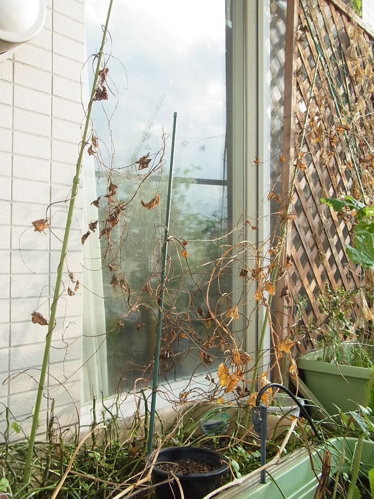 R0058469_葉が枯れた山芋_20131014